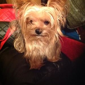 Meet your Posher, Ruby